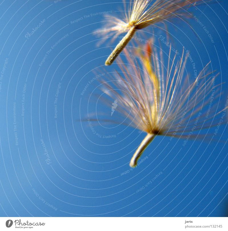 small freedom Hover Dandelion Flower Peace Sky Freedom Flying Seed jarts