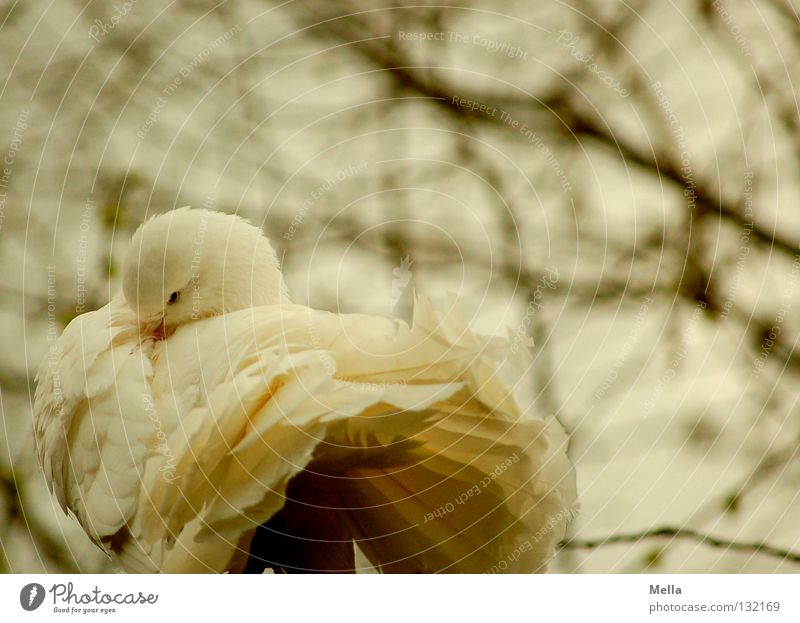 White dove Environment Nature Tree Animal Bird Pigeon 1 Pair of animals Cleaning Romance Peace Colour photo Exterior shot Day