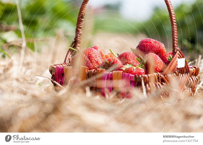 A basket of strawberries Food Fruit Agriculture Forestry Nature Plant Fresh Delicious Brown Red Spring fever To enjoy Healthy Strawberry Basket Plantation