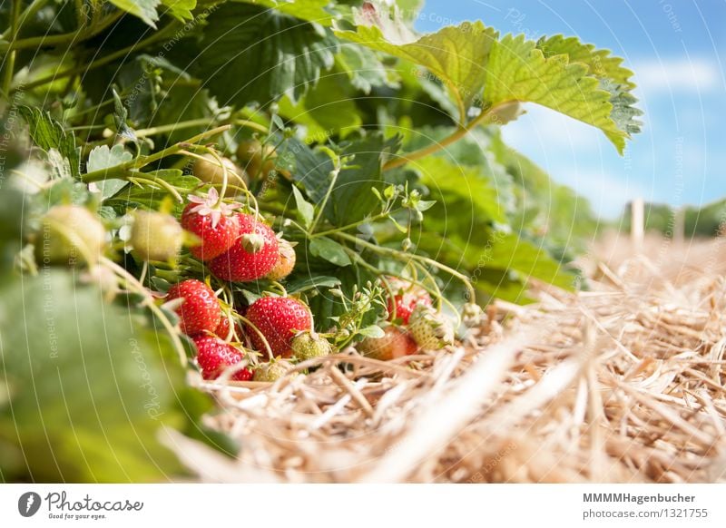 Fresh strawberries Food Fruit Agriculture Forestry Plant Clouds Healthy Delicious Sweet Blue Red To enjoy Strawberry Plantation Harvest strawberry plantation