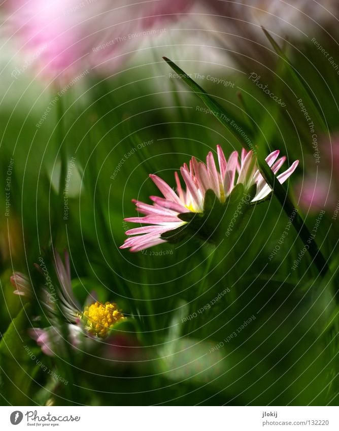 earlyüüühling Daisy Flower Plant Meadow Green Spring Summer Blossom Grass Blur White Background picture Nature Lovely Delicate Soft Worm's-eye view Small Growth