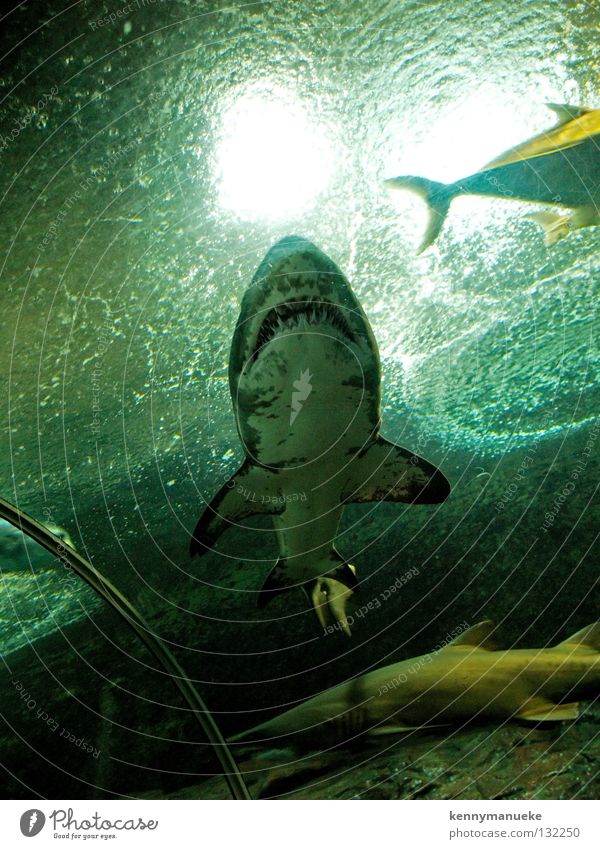 predator Aquarium Singapore Fish shark blood water underwater carnivore