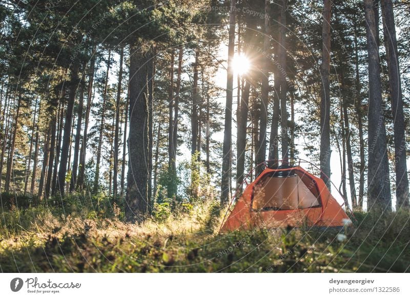 Tent in the forest on sunlight Beautiful Relaxation Leisure and hobbies Vacation & Travel Tourism Trip Adventure Camping Summer Sun Hiking Nature Landscape Tree