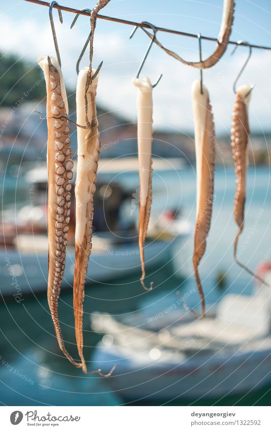 Octopus tied on rope Seafood Vacation & Travel Summer Ocean Island Business Nature Animal Watercraft Fresh Delicious Tradition fishing Greece port water marine