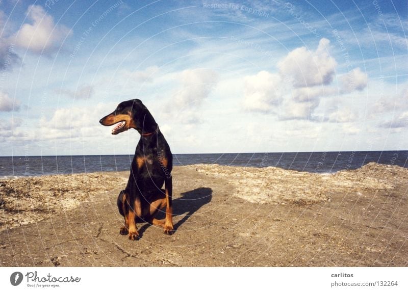 ALL MINE Doberman Dog Beach Ocean Waves Romp Posture Boast Mammal Coast Summer dober woman not a fighting dog cuddly dog Denmark Island dog beach