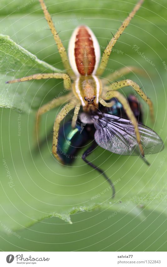 hunting luck Nature Plant Animal Leaf Fly Spider Nursery web spider 1 Catch To hold on To feed Success Fresh Delicious Astute Smart Speed Green Determination