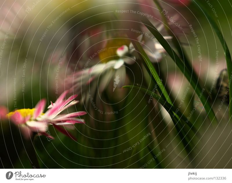 Earlyüüühling II Daisy Flower Plant Meadow Green Spring Summer Blossom Grass Blur White Background picture Nature Lovely Delicate Soft Worm's-eye view Small