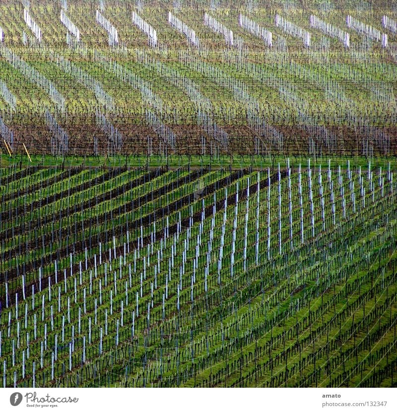 Viticulture in the Palatinate Vine Vorderpfalz Haardt expensive Huxel vine Wine growing Monoculture Vineyard Deserted