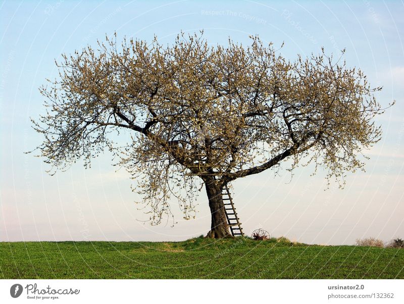 The tree in spring Tree Meadow Field Ladder Hunting Blind Plow Old Old fashioned Blossom Spring Life Horizon Sky Far-off places Land Feature Germany