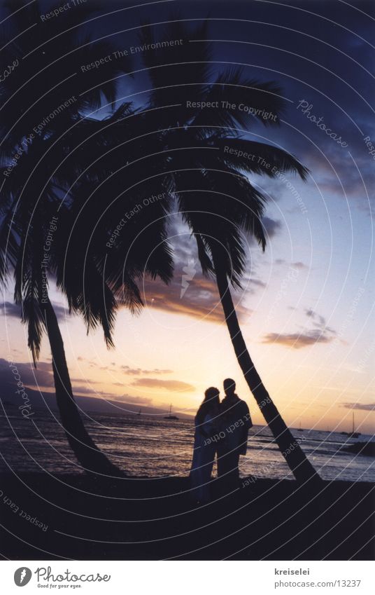 Wedding under palm trees2 Vacation & Travel Palm tree Hawaii Sunset Ocean Beach Sky Silhouette Back-light Dusk Palm beach Pacific Ocean Pacific beach