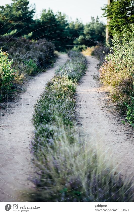 The way and the goal and all that... Environment Nature Landscape Animal Earth Autumn Beautiful weather Grass Bushes Meadow Field Forest Heathland Going Hiking