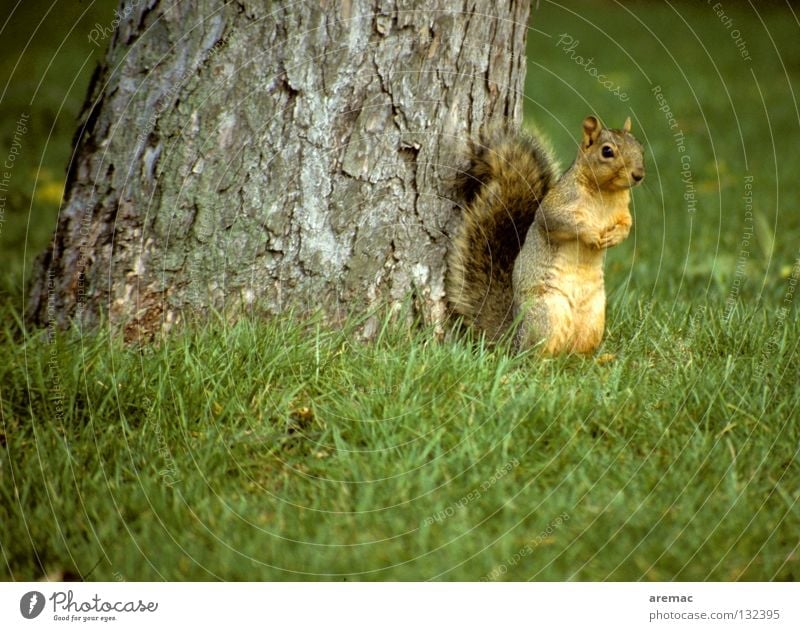 Ene mene cornerstone ... Squirrel Animal Mammal Grass Tree Cute Green Park Garden Hide fox squirrels Nature Stand