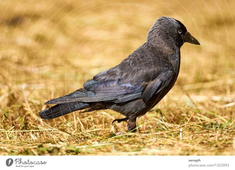 Jackdaw bird Raven birds crow To feed meadow lawn grass nature animal ground blade of grass hay straw foraging Animal portrait Macro (extreme close-up) detail