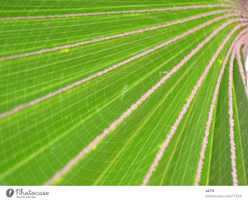 palm leaf Palm tree Green Macro (Extreme close-up)