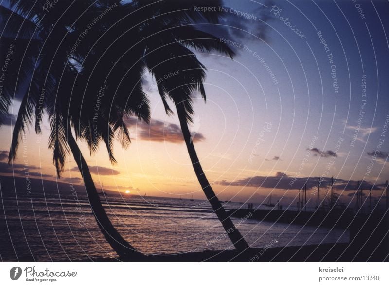 simply beautiful Sunset Palm tree Vacation & Travel Ocean Beach Hawaii Sky Characteristic Cliche Dusk Evening sun Silhouette Palm beach Pacific Ocean