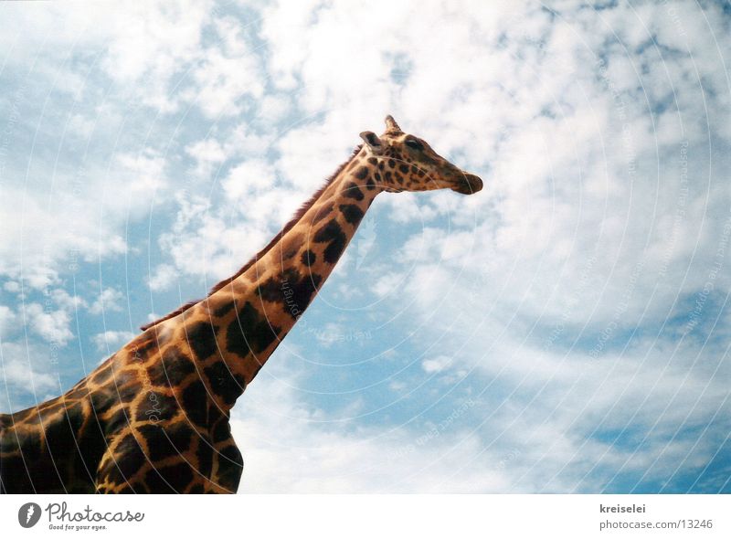 above the clouds Clouds Long Transport Giraffe Sky Patch Tall Neck