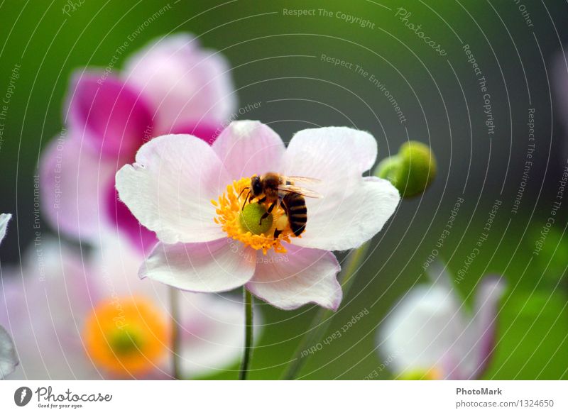 bees and flowers Environment Nature Plant Diligent Bee Flower Passion Blossom Insect Summer Beautiful weather Spring Work and employment Pollen Sprinkle Green