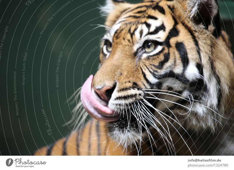 tiger tongue Animal Wild animal Cat Animal face Pelt Zoo Tiger Cat eyes Cat's tongue tiger stripes Alert Concentrate Hunting Intuition Instinct Striped