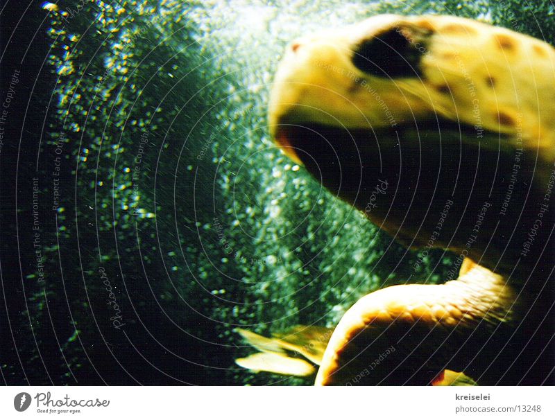 Turtle with brains Aquarium Green Yellow Ocean Transport Water