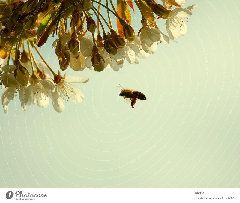 Summ, hum, hum ... Environment Nature Spring Plant Blossom Cherry blossom Animal Farm animal Bee 1 Blossoming Flying Natural Diligent Useful Colour photo