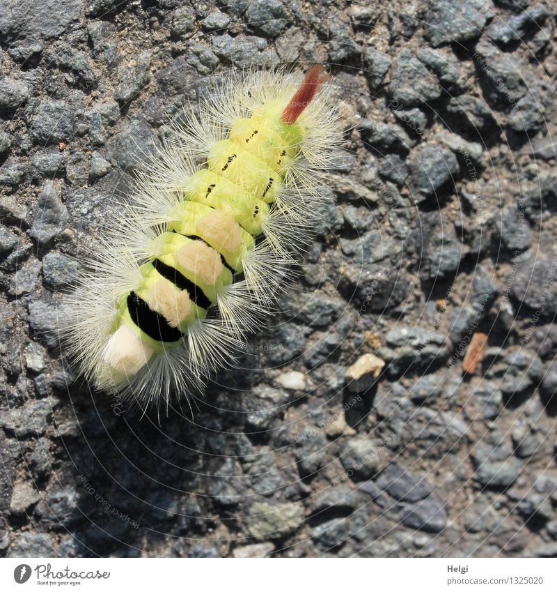 Beech caterpillar with stretched foot... Environment Nature Animal Summer Street Caterpillar 1 Asphalt Crawl Esthetic Exceptional Beautiful Uniqueness Small