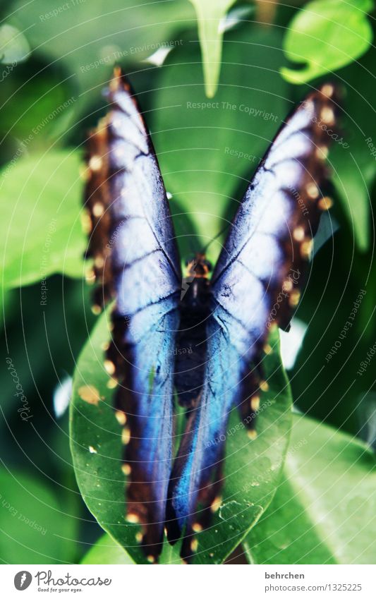 blue on green to 1. Nature Plant Animal Spring Summer Beautiful weather Tree Leaf Garden Park Meadow Wild animal Butterfly Wing blue Morphof age Observe