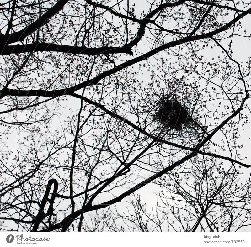 Nest Colour photo Deserted Contrast Silhouette Worm's-eye view Sky Tree Bird Safety Protection Safety (feeling of) Egg Branch Twig Offspring