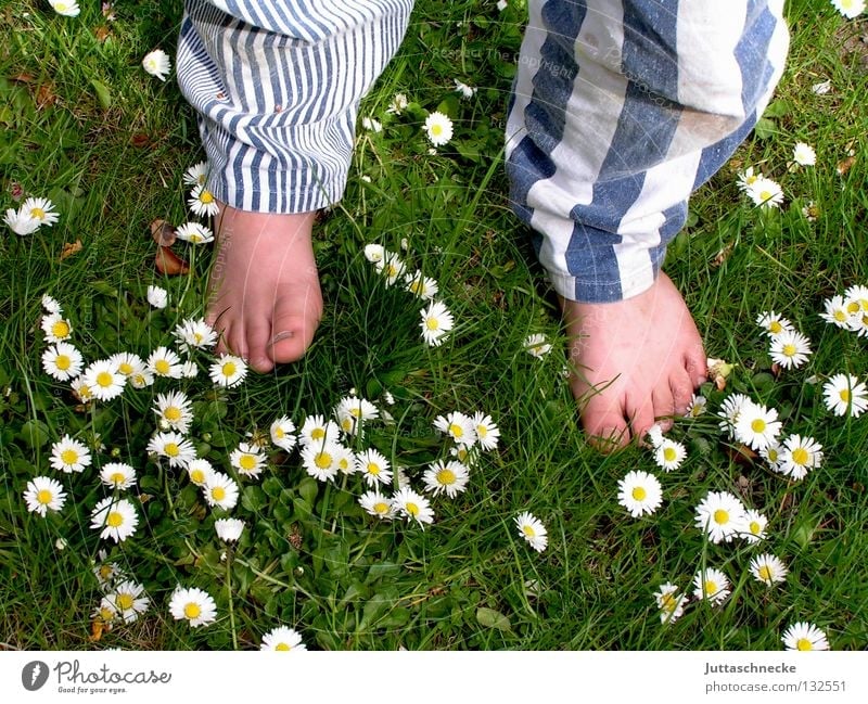 The pants are good! Barefoot Toes Pants Trouser leg Stripe Striped Meadow Grass Daisy Flower Stand Children's foot Healthy Green White Boy (child) Joy Summer