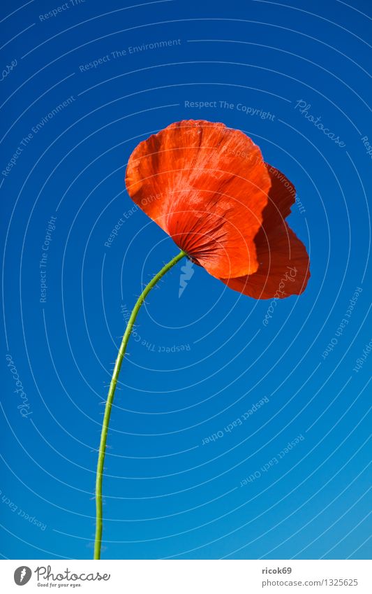 poppy flower Summer Agriculture Forestry Nature Landscape Plant Cloudless sky Flower Blossom Meadow Field Illuminate Blue Red Colour Poppy Cheerful sunny Sky