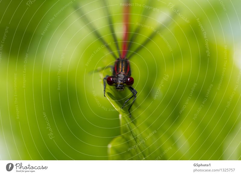 On the lookout Summer Plant Leaf Animal Wild animal Animal face Dragonfly Insect 1 Looking Sit Aggression Gold Green Red Hunter Compound eye Face golden lines