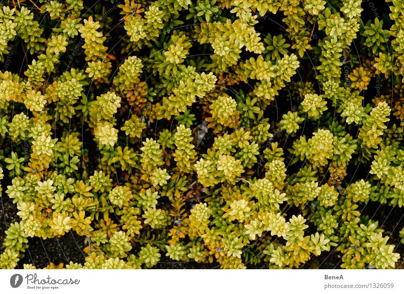 natural pattern Environment Nature Landscape Plant Flower Grass Bushes Moss Fern Leaf Blossom Foliage plant Wild plant Exotic Natural Beautiful Yellow Green