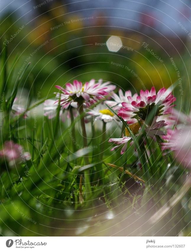 Goose blenny Daisy Flower Plant Meadow Green Spring Summer Blossom Grass Blur White Background picture Nature Lovely Delicate Soft Worm's-eye view Small Growth