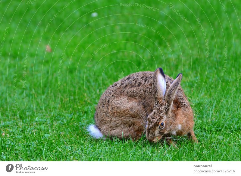 hare Animal Wild animal Pelt Hare & Rabbit & Bunny 1 To feed Sit rodent extinction Threat rabbit Grass hobble Spoon small game Colour photo Exterior shot