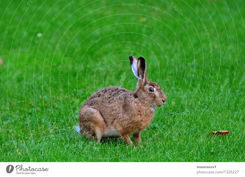 hare Animal Wild animal Hare & Rabbit & Bunny 1 Crouch extinction Threat rabbit Pelt To feed Grass hobble nibble Nature Colour photo Exterior shot