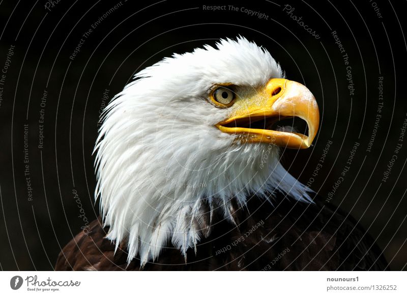 Piercing Closeup View Of Brown American Eagle Eye Stock Photo