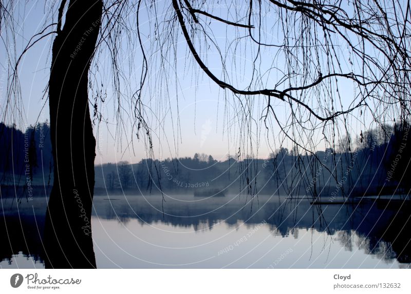 calm of the water Pond Undisturbed Lake Tree Back-light Calm Peace Morning Mirror Mirror image Progress Loneliness Water Branch Line Silhouette Blue Island