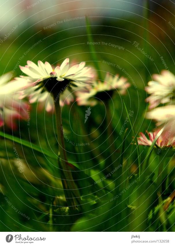 SPRING MESSENGERS Daisy Flower Plant Meadow Green Spring Summer Blossom Grass Blur White Background picture Nature Lovely Delicate Soft Worm's-eye view Small