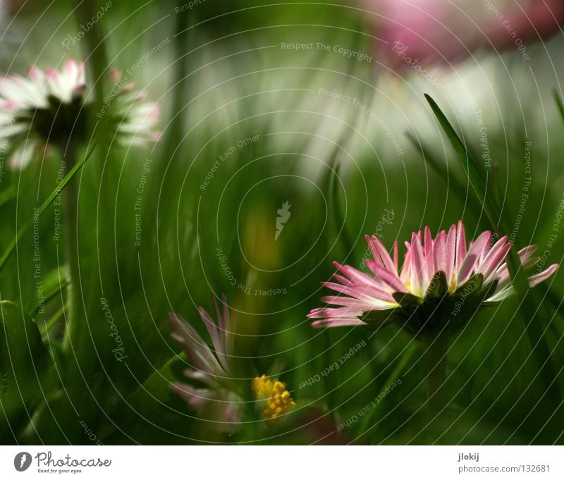 flower fleece Daisy Flower Plant Meadow Green Spring Summer Blossom Grass Blur White Background picture Nature Lovely Delicate Soft Worm's-eye view Small Growth
