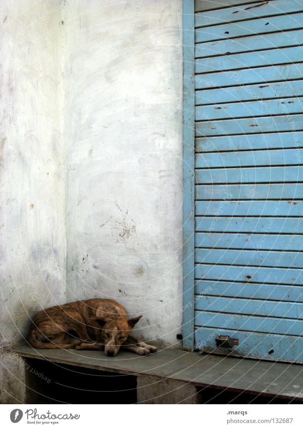 rest Sleep Siesta Doze Break Withdraw Dog Animal Pet Crossbreed Wall (building) White Udaipur India Summer Mammal Lie be far off Fatigue Comfortable Relaxation