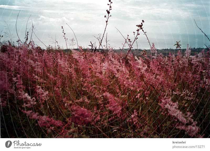 The wind's blowing! Field Grass Red Sky Nature Landscape Wind