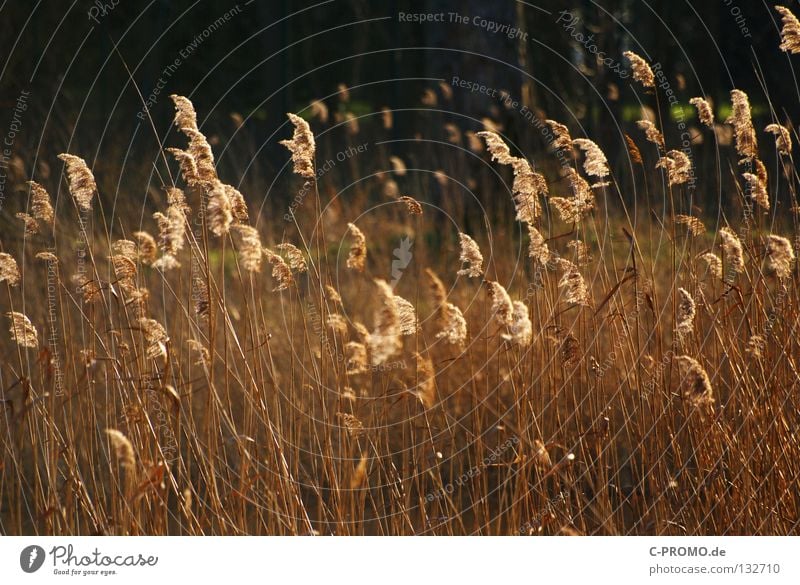 Grasses westward... Sunlight Common Reed Physics Winter Spring Nature Coast Gold Warmth Contrast