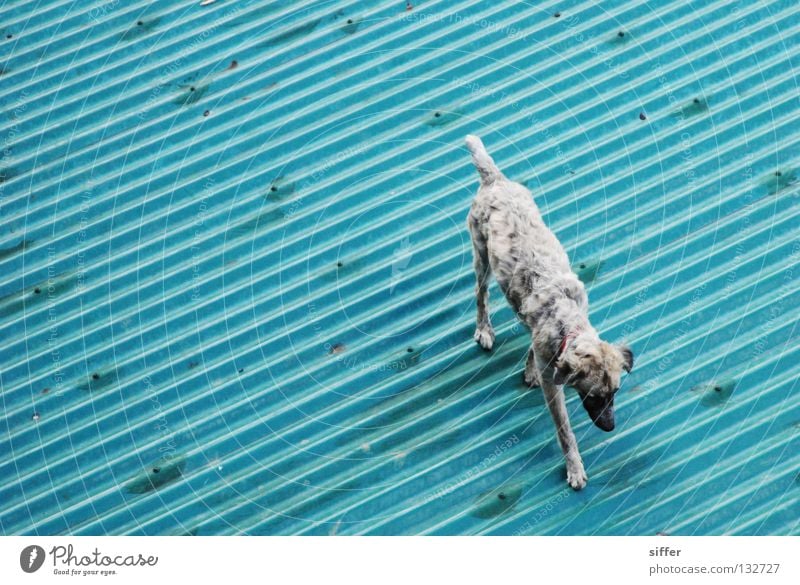 Bye, bye. Roof Dog Corrugated sheet iron Animal Line Turquoise Gray Manila Diagonal Vacation & Travel Summer Asia Mammal Blue choo-choo phillipine