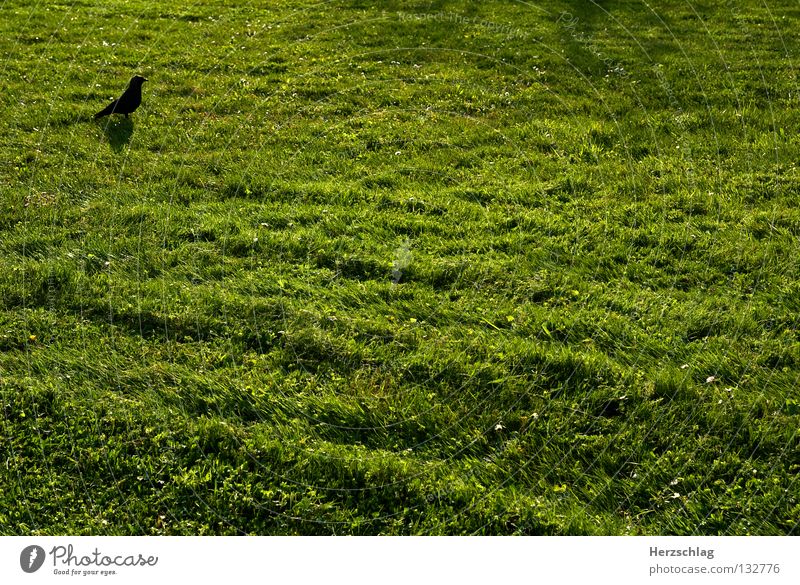The Minimum Maximum II Minimal Green Bird Spring Meadow Rectangle Black Thought Fresh Grass more Free Earth
