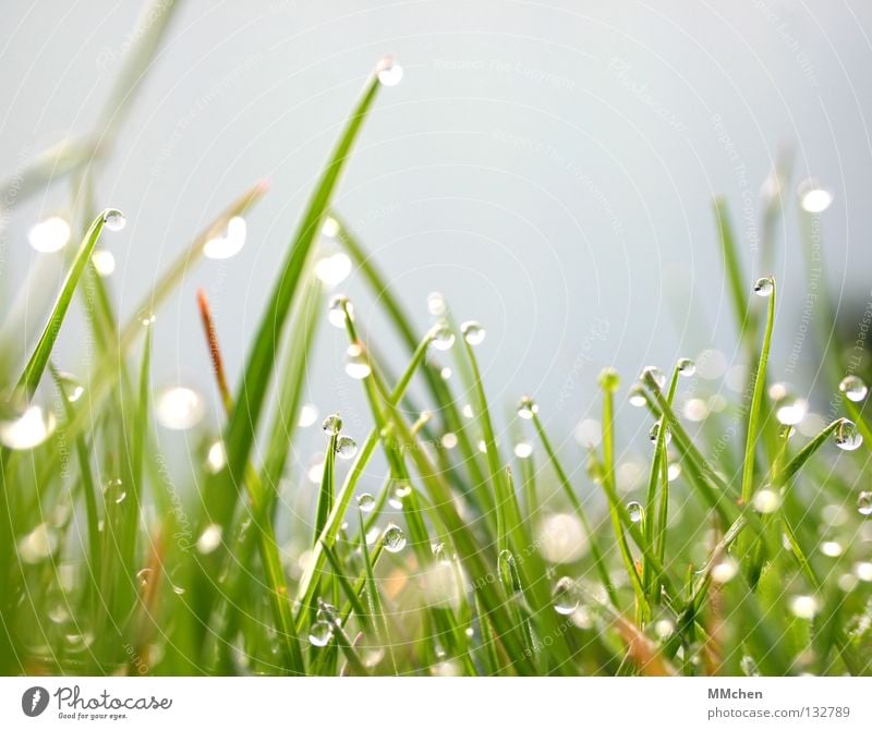 to the mountains in the morning.... Morning Dew Meadow Grass Blade of grass Plant Damp Wet Life Wake up Spring Blur Light Photosynthesis Lawn Nature