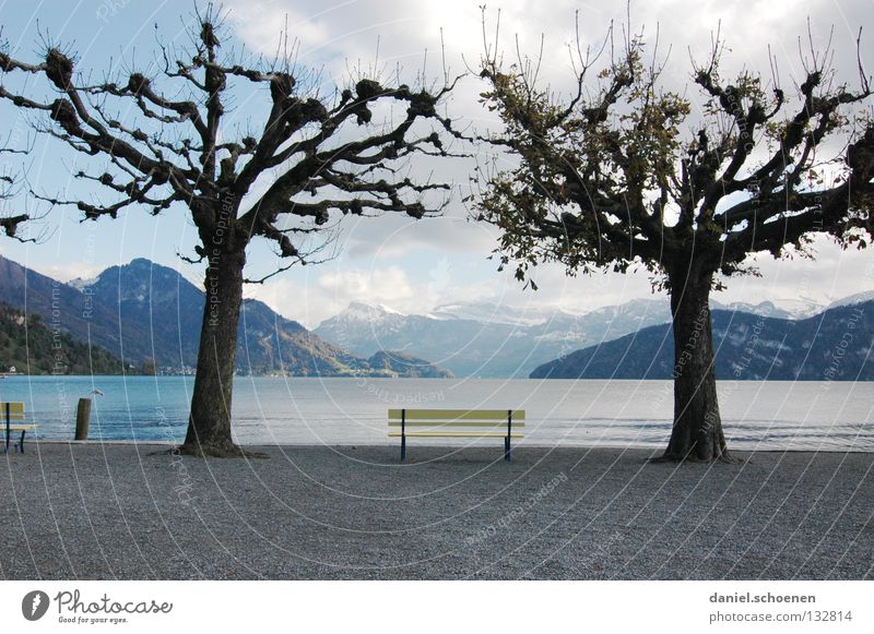 rest Calm Relaxation Tree Loneliness Lake Lakeside Yellow Switzerland Lake Lucerne Spring Autumn Clouds Grief Distress recreation Bright Water Blue Chair Bench