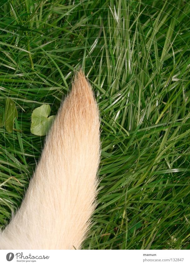 A piece of dog Grass Meadow Tails Fishing rod Pelt Blonde Green Labrador Leaf Dog Animal Summer Calm Mammal Garden dog's tail Hair and hairstyles Gold Point