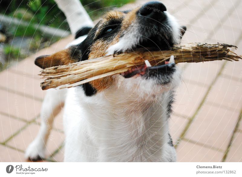 Go throw the stick Stick Tree Dog Animal Meadow Mammal toss sticks Floor covering jack russel Set of teeth Wood snort Bushes
