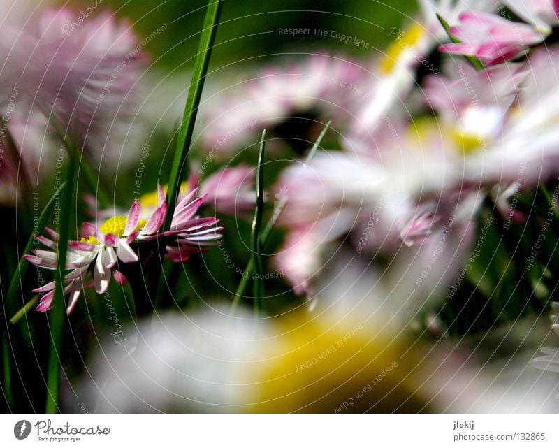 muddle Daisy Flower Plant Meadow Green Spring Summer Blossom Grass Blur White Background picture Nature Lovely Delicate Soft Worm's-eye view Small Growth Pink