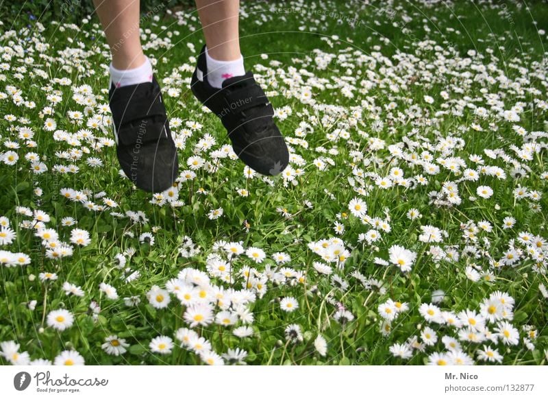do not step on the carpet of blossoms Jump Hop Aloof Go up Daisy Meadow Grass Blade of grass Flower Hover Glide Caution Attentive Blossom Yellow White Green