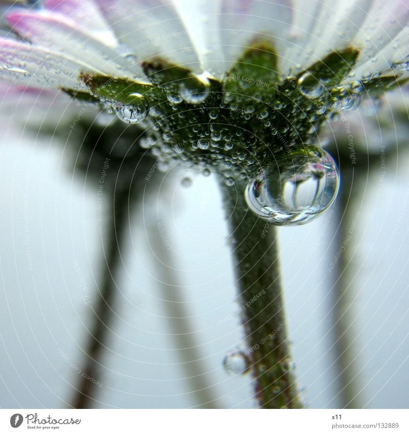 Mirror In Water Underwater photo Above water Easy Fine Flower Blossom Plant Meadow Meadow flower Daisy Water blister Air bubble Stick Worm's-eye view